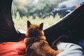 Traveler friends single resting dog in campsite forest, close up tourist red shiba inu leisure in camp tent , outline hiker sad