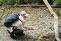 A traveler girl with a briefcase behind her back washes her hands in the river in the national park in the Tatra Mountains in Royalty Free Stock Photo