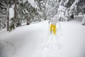 Traveler goes on snowshoes. Back view. Royalty Free Stock Photo