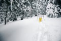 Traveler goes on snowshoes in deep snow Royalty Free Stock Photo