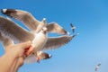 Traveler Hand is Feeding Food to a Seagull Birds While Flying in The Sky, Animal and Wildlife