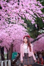 Beautiful sakura cherry blossoms tree full blooming in pink color.