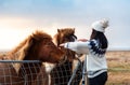 Traveler making friends with adorable Icelandic horses Royalty Free Stock Photo