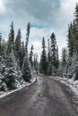 Traveler man walking on dirty road in snow covered on pine forest in winter at Yoho national park Royalty Free Stock Photo