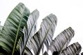 Traveler palm leaf background in nature weave pattern Royalty Free Stock Photo