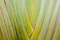 Traveler palm leaf background in nature weave pattern Royalty Free Stock Photo