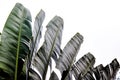 Traveler palm leaf background in nature weave pattern Royalty Free Stock Photo