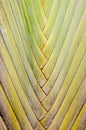 Traveler palm leaf background in nature weave pattern Royalty Free Stock Photo