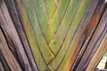 Traveler palm leaf in the nature weave pattern may be used as background wallpaper Royalty Free Stock Photo