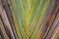 Traveler palm leaf in the nature weave pattern may be used as background wallpaper Royalty Free Stock Photo