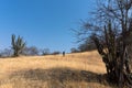 Traveler in a park with Lophocereus marginatus and bare trees in Mixteca Poblana, Puebla, Mexico