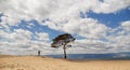 Traveler shoots of lonely tree on bay, lake Baikal, Russia. Royalty Free Stock Photo