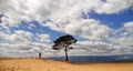 Traveler shoots of lonely tree on bay, lake Baikal, Russia. Royalty Free Stock Photo