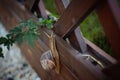 Traveler snail crawling on the fence