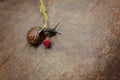 Traveler snail crawling on spring flower