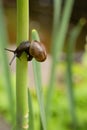 Traveler snail crawling on a stem