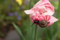 Traveler snail crawling on a tulip