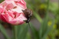 Traveler snail crawling on a tulip