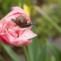 Traveler snail crawling on a tulip