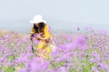 Traveler or tourism Asian women standing and holding camera take a photo flower in the purple verbena field in vacations time.