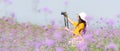 Traveler or tourism Asian women standing and holding camera take a photo flower in the purple verbena field in vacations time