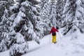 Traveler is walking on snowshoes among snow covered fir trees Royalty Free Stock Photo
