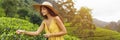 Traveler Woman With Tea Leaf in Hand During Her Travel to Famous Nature Landmark Tea Plantations in Sri Lanka Royalty Free Stock Photo