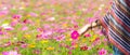 Traveler women hand touch cosmos flower, freedom and relax in the flower farm