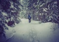 Travelers with a backpacks walking along the road through the forest in the winter mountains. Royalty Free Stock Photo