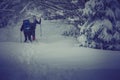 Travelers with a backpacks walking along the road through the forest in the winter mountains. Royalty Free Stock Photo