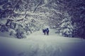 Travelers with a backpacks walking along the road through the forest in the winter mountains. View of snow-covered conifer trees a Royalty Free Stock Photo