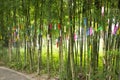 Travelers people join and writing wishes on paper and hang on bamboo tree in Tanabata or Star Japanese festival at Japan village