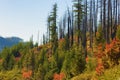 New Growth in old Forrest Fire