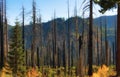 New Growth in old Forest Fire