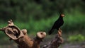 Black bird on the Amazon