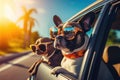 Traveling by car with dogs. French lapdogs in sunglasses. Summer holidays with pets