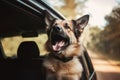 Pet dog enjoys a relaxing car ride, soaking up the sunshine and feeling breeze