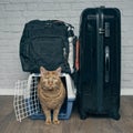 Traveling with a cat - ginger cat looking anxiously from a pet carrier next to a suitcase.