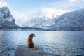 Traveling with a dog in Autria. Nova Scotia Duck Tolling Retriever on the dock in a mountain lake. Royalty Free Stock Photo