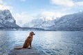 Traveling with a dog in Autria. Nova Scotia Duck Tolling Retriever on the dock in a mountain lake. Royalty Free Stock Photo