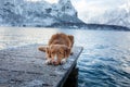 Traveling with a dog in Autria. Nova Scotia Duck Tolling Retriever on the dock in a mountain lake. Royalty Free Stock Photo