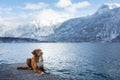 Traveling with a dog in Autria. Nova Scotia Duck Tolling Retriever on the dock in a mountain lake. Royalty Free Stock Photo