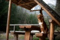 Traveling dog. Nova Scotia Duck Tolling Retriever is sitting in the gazebo in the mountains. Hiking with a pet Royalty Free Stock Photo