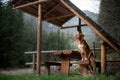 Traveling dog. Nova Scotia Duck Tolling Retriever is sitting in the gazebo in the mountains. Hiking with a pet Royalty Free Stock Photo