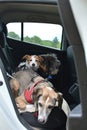 TRAVELING WITH DOGS. A JACK RUSSELL PUPPY AND TWO PUREBRED PETS SITTING ON A CAR WITH SECURITY BELTS Royalty Free Stock Photo