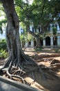 Trees to Sevilla Park. Agramonte Street, Old Havana Royalty Free Stock Photo