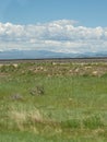 Traveling Landscape Wyoming