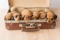 traveling with small dogs, puppies Royalty Free Stock Photo