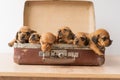 traveling with small dogs, puppies Royalty Free Stock Photo