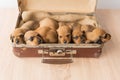 traveling with small dogs, puppies Royalty Free Stock Photo